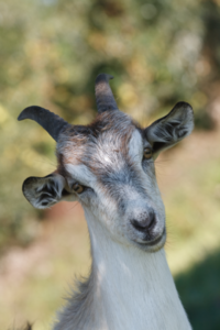 Poppy George's Farm Advice: Beefalo, Goat's Milk, and Termites Image